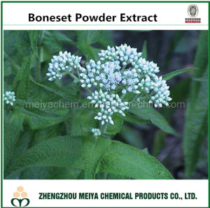 Manufacturer Offer Boneset Powder Extract 10: 1, 20: 1 for Medicines